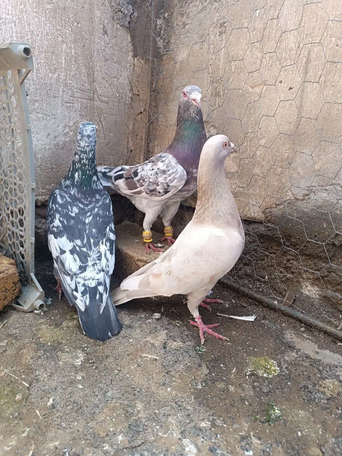 کبوتر هفرنگ آس خطی لک دار|پرنده|قزوین, |دیوار