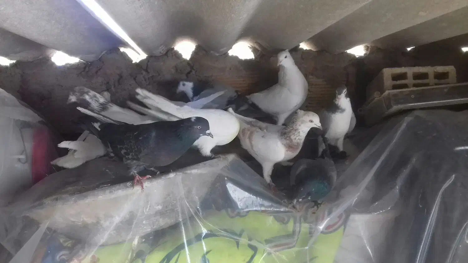 کبوتر|پرنده|اصفهان, ناصرخسرو|دیوار