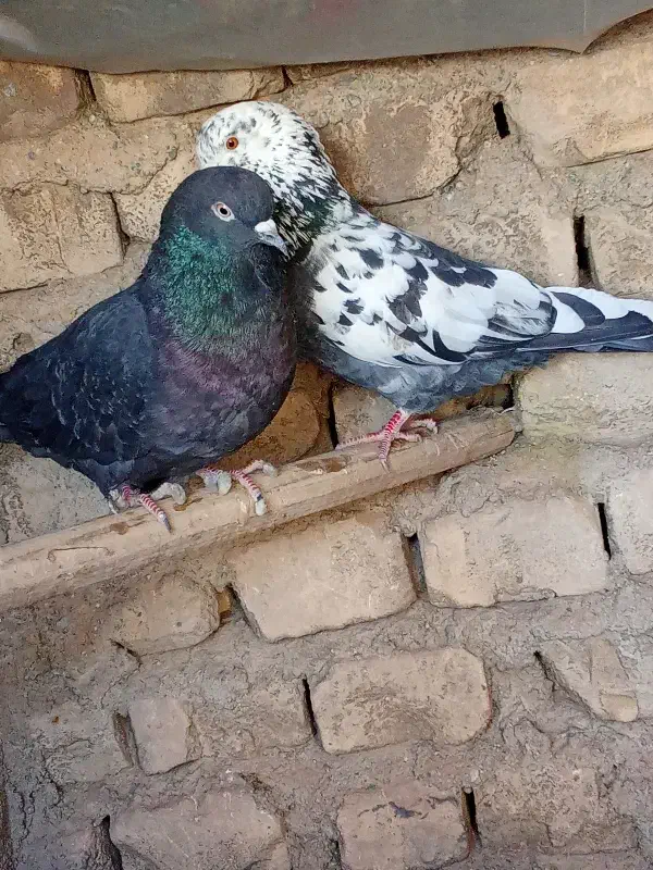 کبوتر|پرنده|حمیدیا, |دیوار