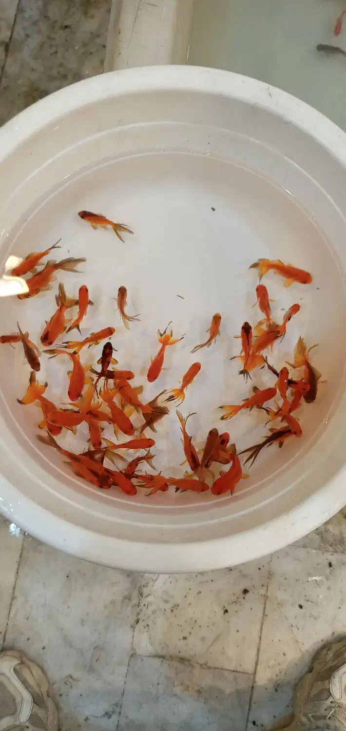ماهی قرمز|ماهی|کرج, حیدرآباد|دیوار