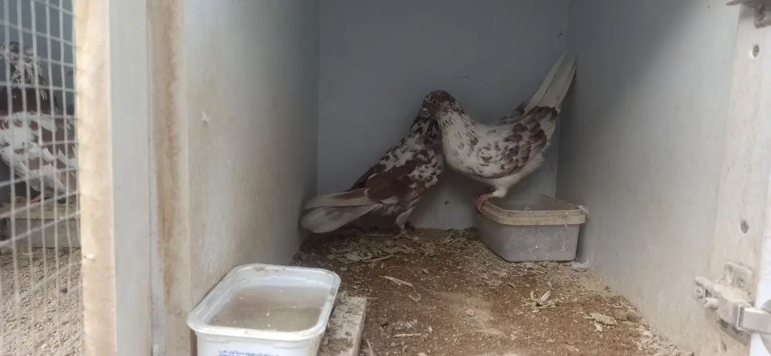 کبوتر پرشی|پرنده|اصفهان, قائمیه|دیوار