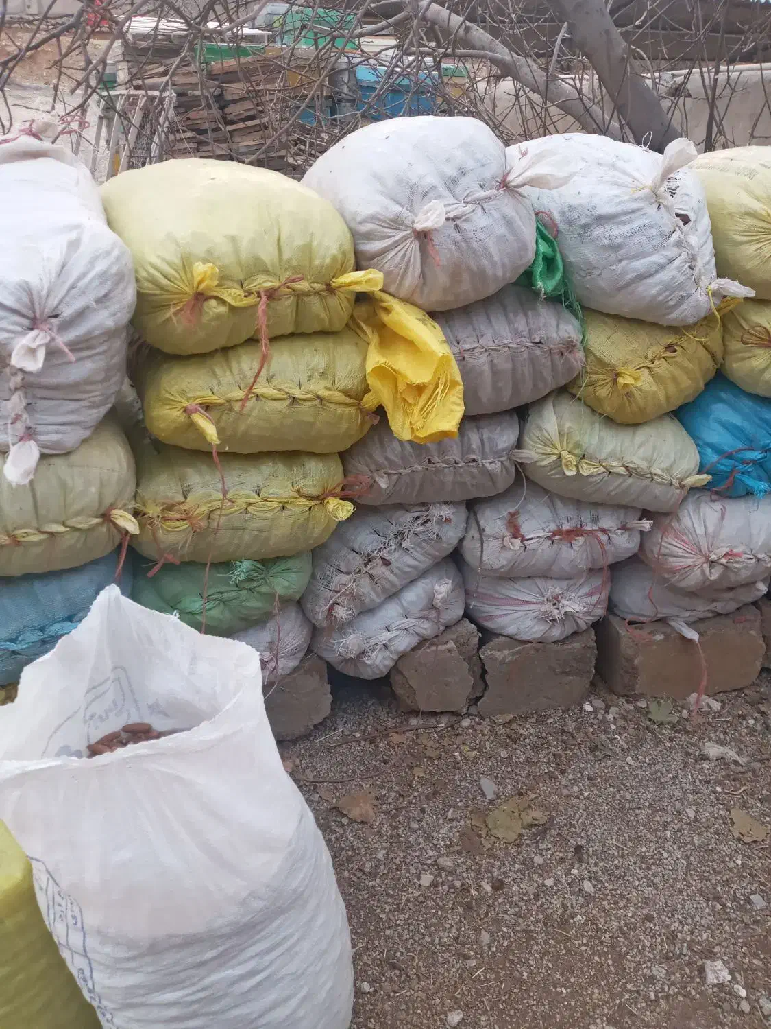 بلوط|حیوانات مزرعه|کارزان, |دیوار