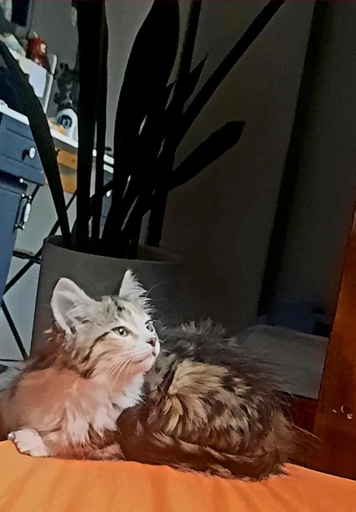 گربه dlh|گربه|سیرجان, |دیوار