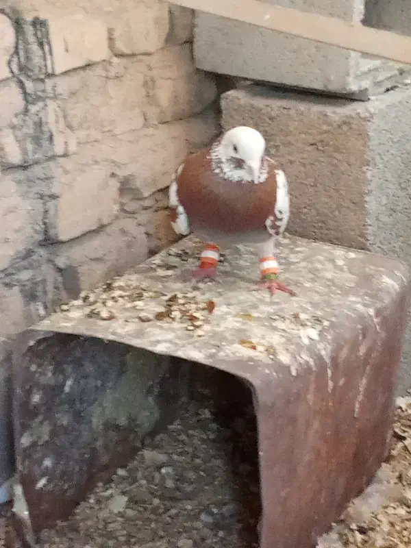 کبوتر|پرنده|حمیدیا, |دیوار