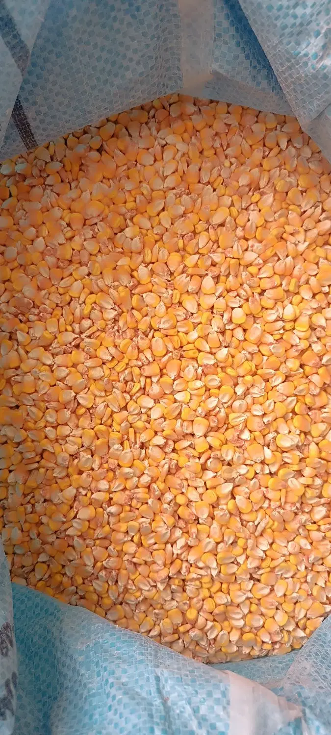 بذر ذرت|خدمات باغبانی و درختکاری|بیرجند, |دیوار