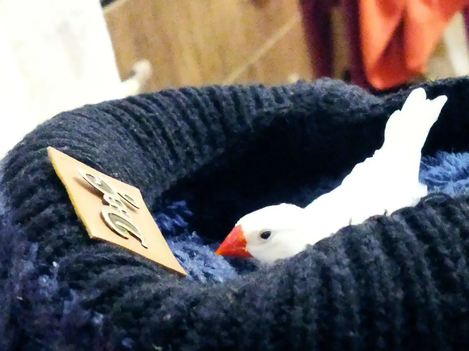 فنچ نر|پرنده|چناران, |دیوار