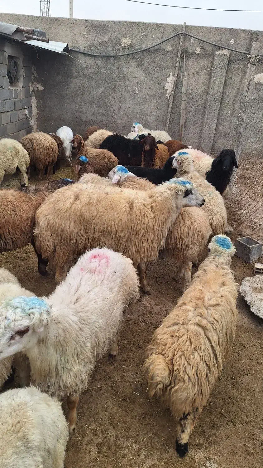 گوسفند|حیوانات مزرعه|کرج, کیانمهر|دیوار