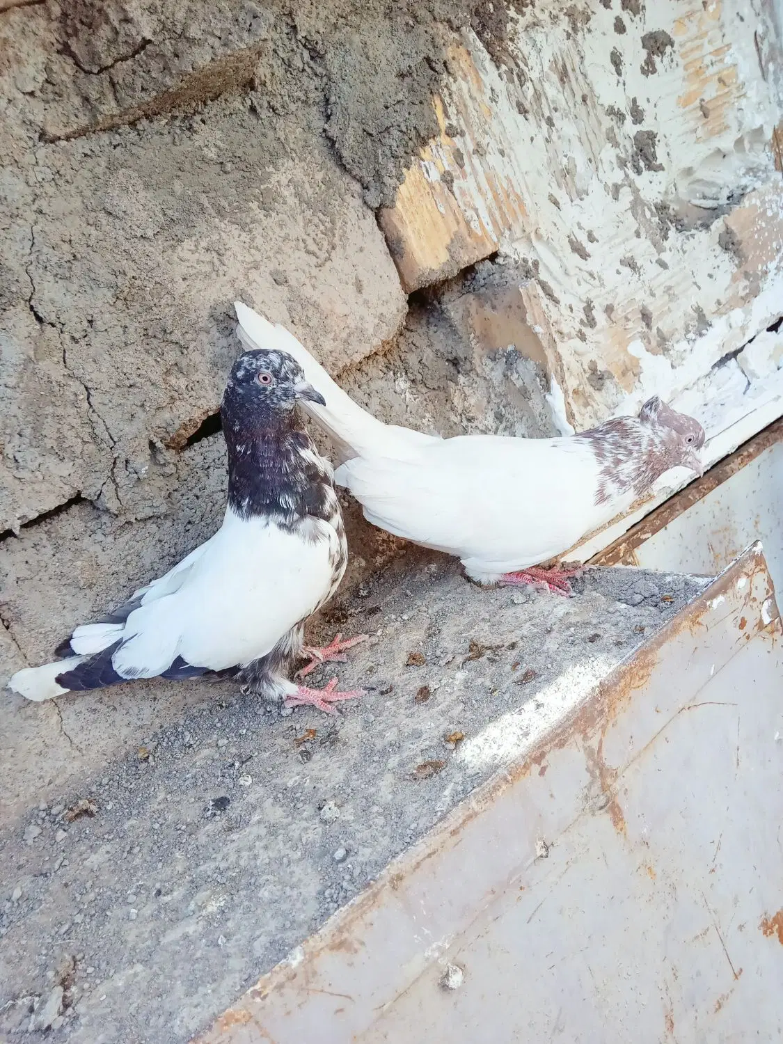کفتر|پرنده|ملکآباد, |دیوار