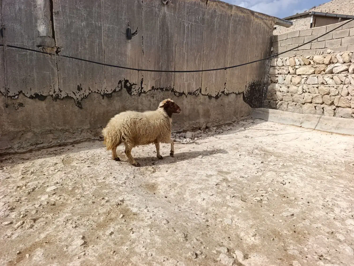 قوچ داشتی|حیوانات مزرعه|معمولان, |دیوار