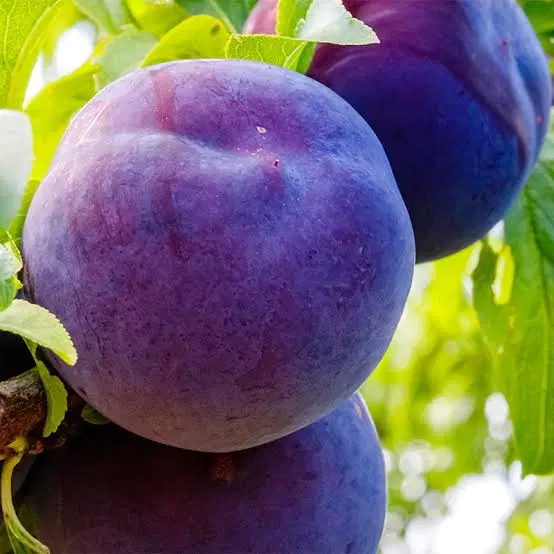 آلو|خوردنی و آشامیدنی|ارومیه, |دیوار