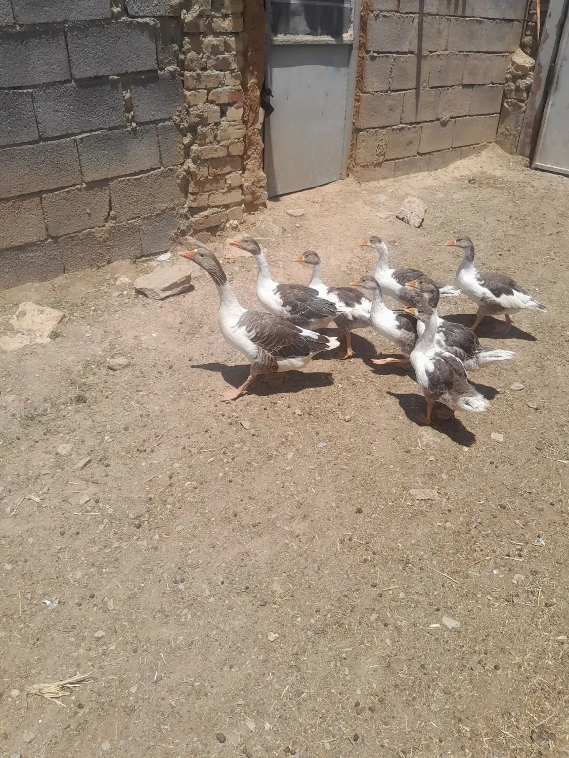 غاز|حیوانات مزرعه|همدان, |دیوار