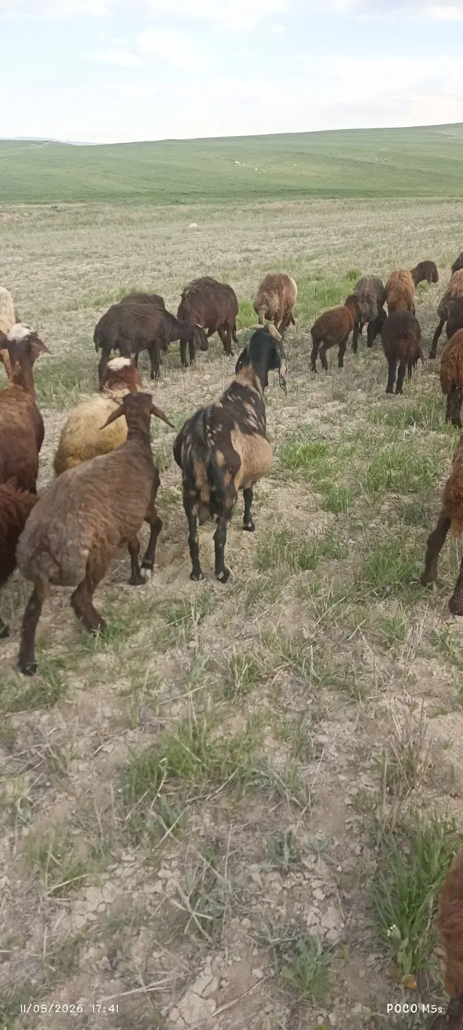 بز جوان|حیوانات مزرعه|اردبیل, |دیوار