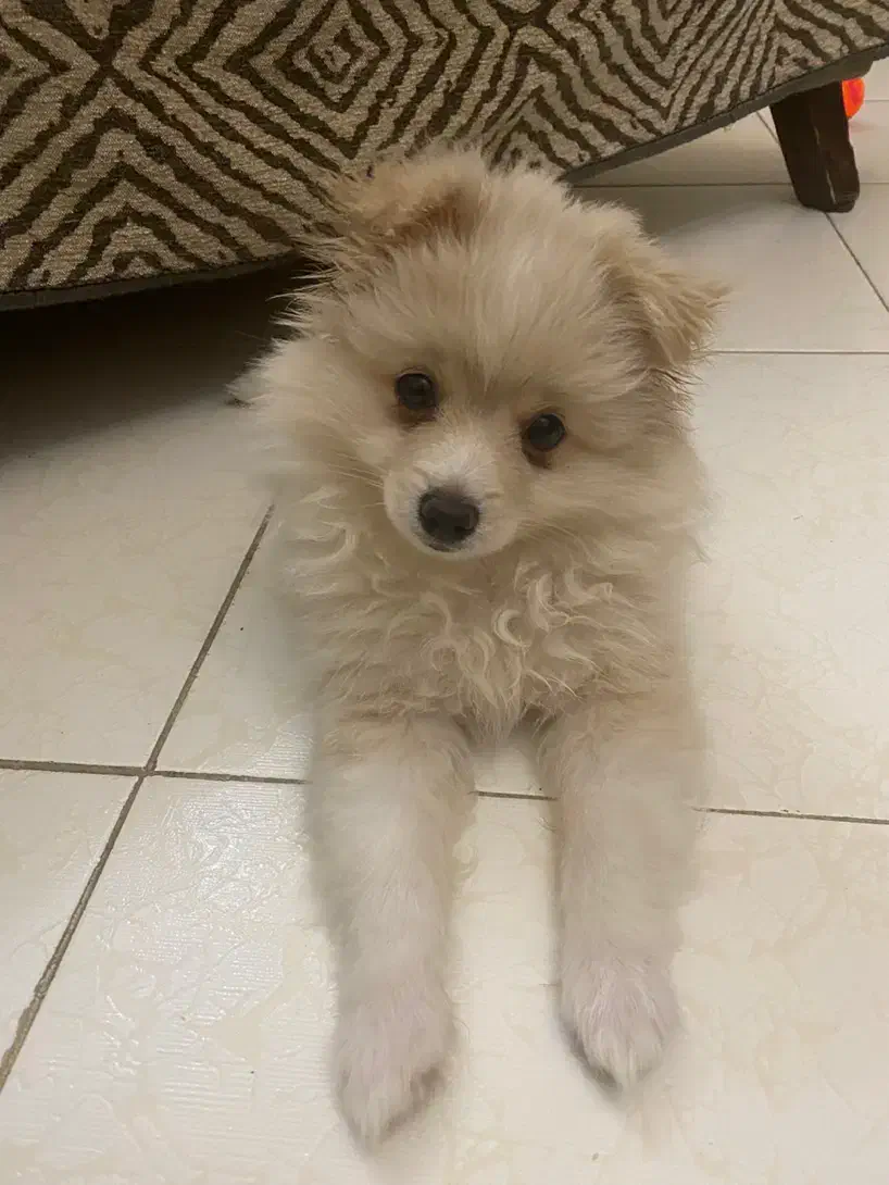 سگ پامر|سگ|کرج, گلشهر|دیوار