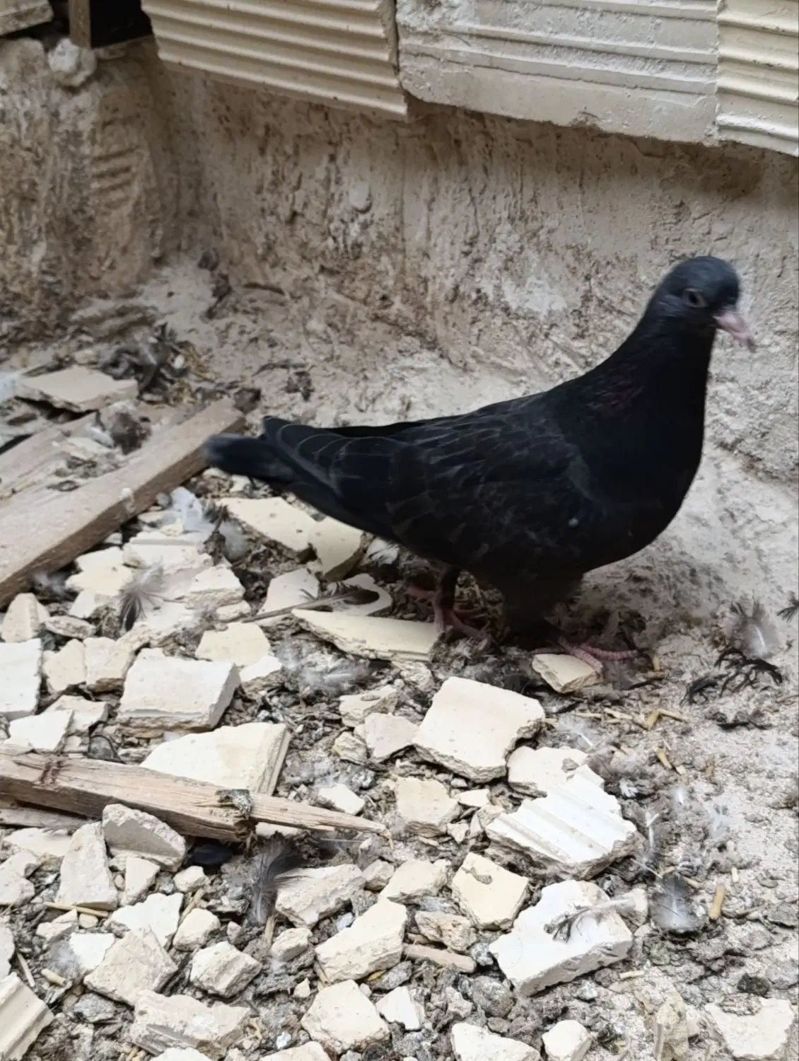 کاسک|پرنده|بم, |دیوار