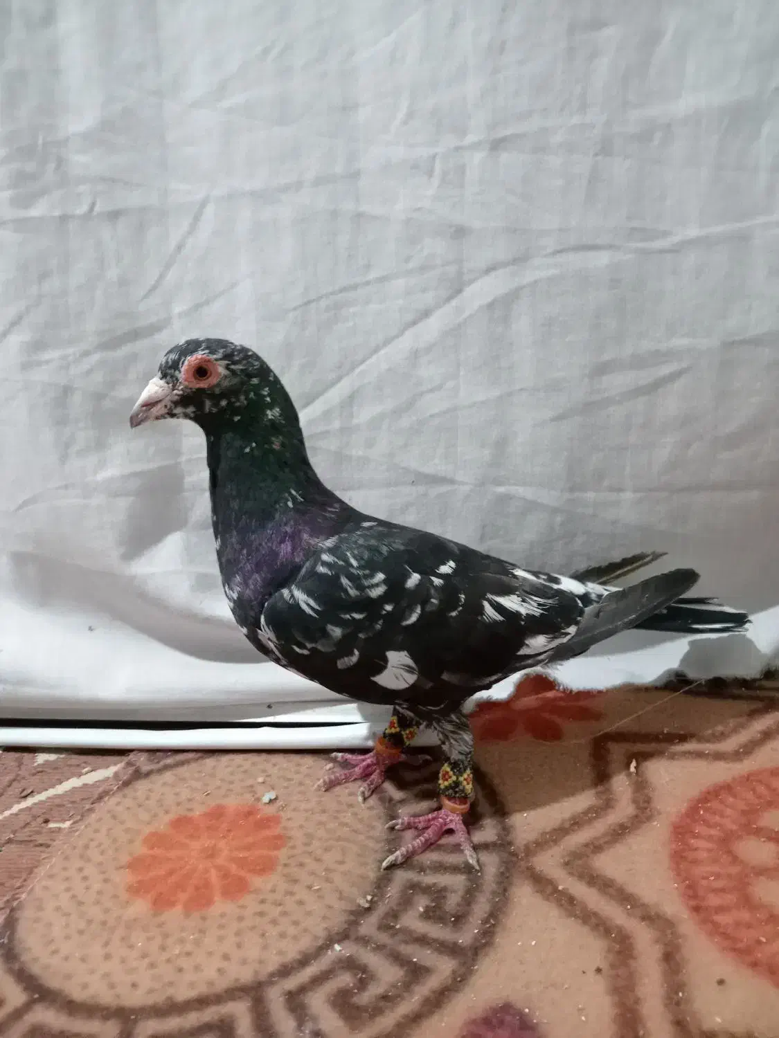 کبوتر|پرنده|تربت‌حیدریه, پائین ولایت|دیوار