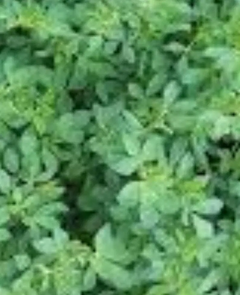 یونجه|گل و گیاه طبیعی|باوله, |دیوار