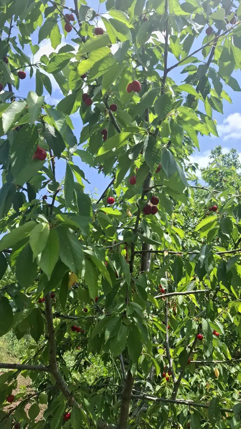 گیلاس|خوردنی و آشامیدنی|آشخانه, |دیوار
