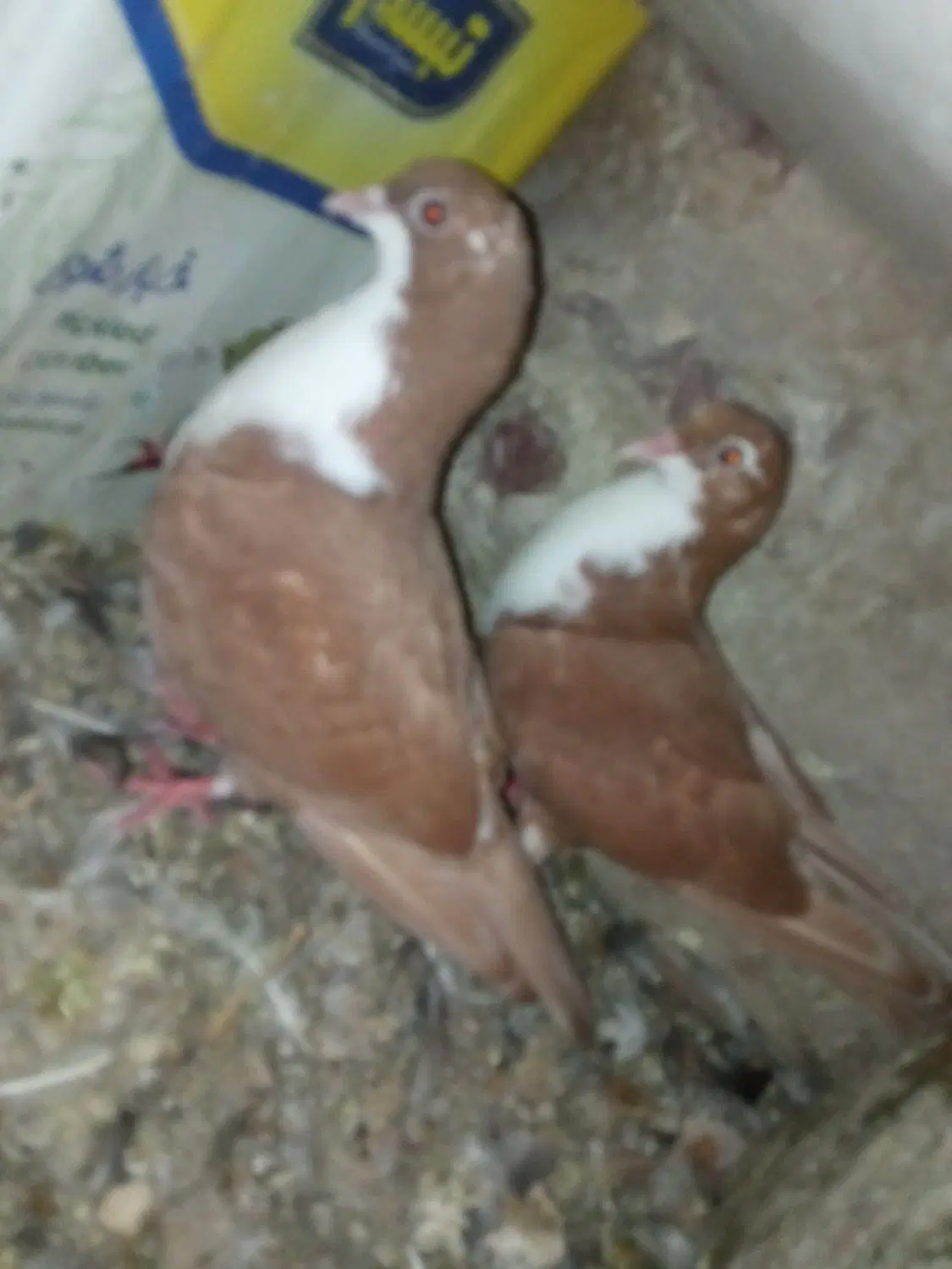 کفتر|پرنده|زابل, |دیوار