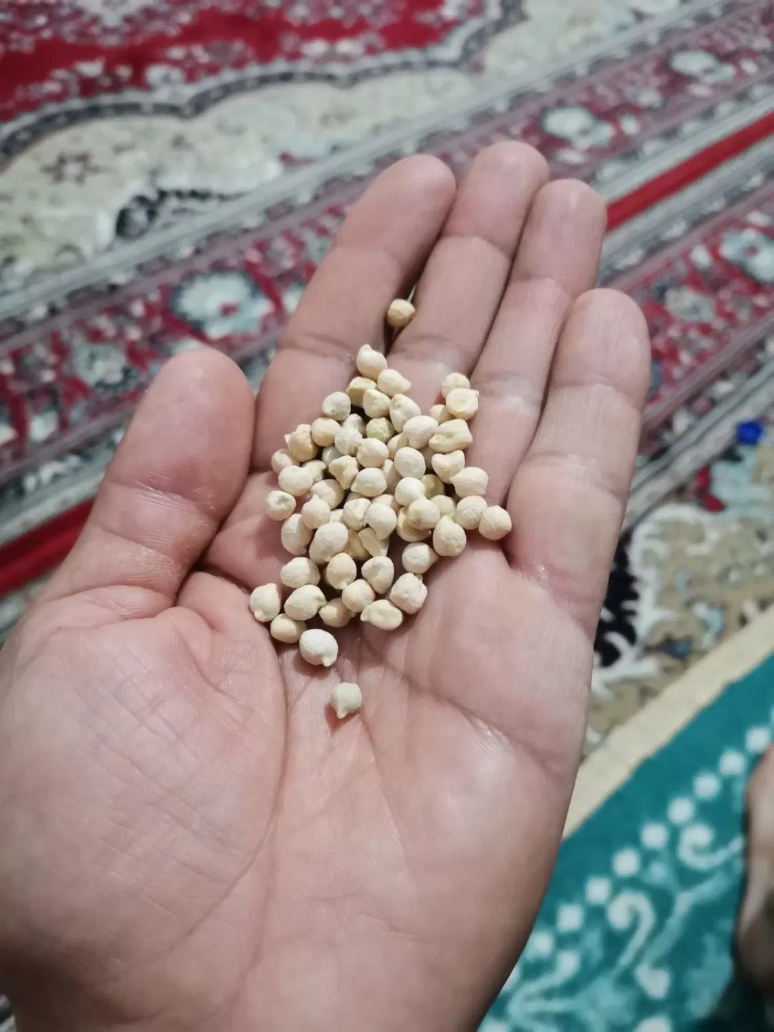 نخود|عمده‌فروشی|سیدان, |دیوار