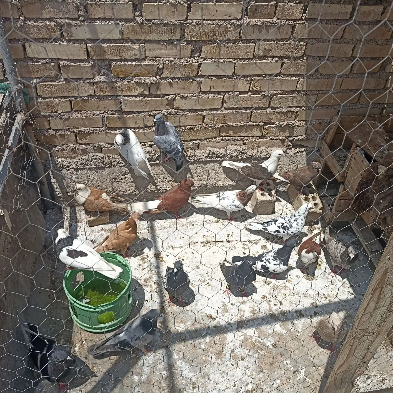 کفتر|پرنده|باوی, |دیوار