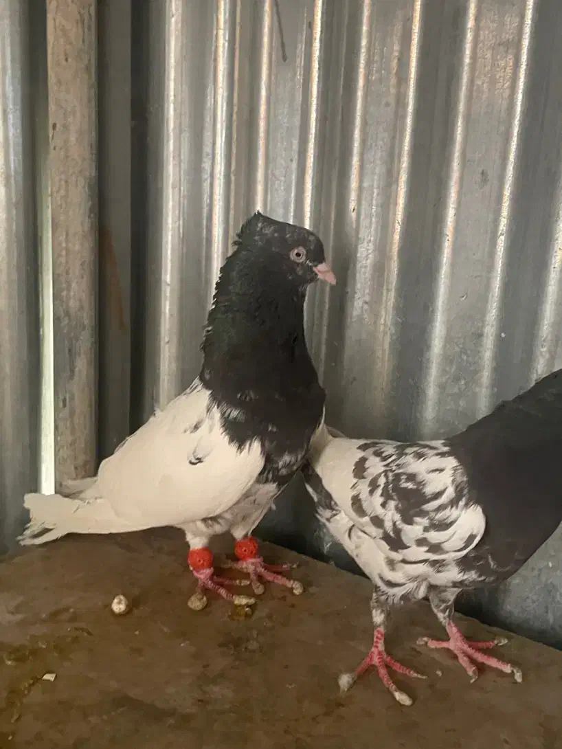 جفت کله|پرنده|شیراز, میرزاکوچک خان|دیوار