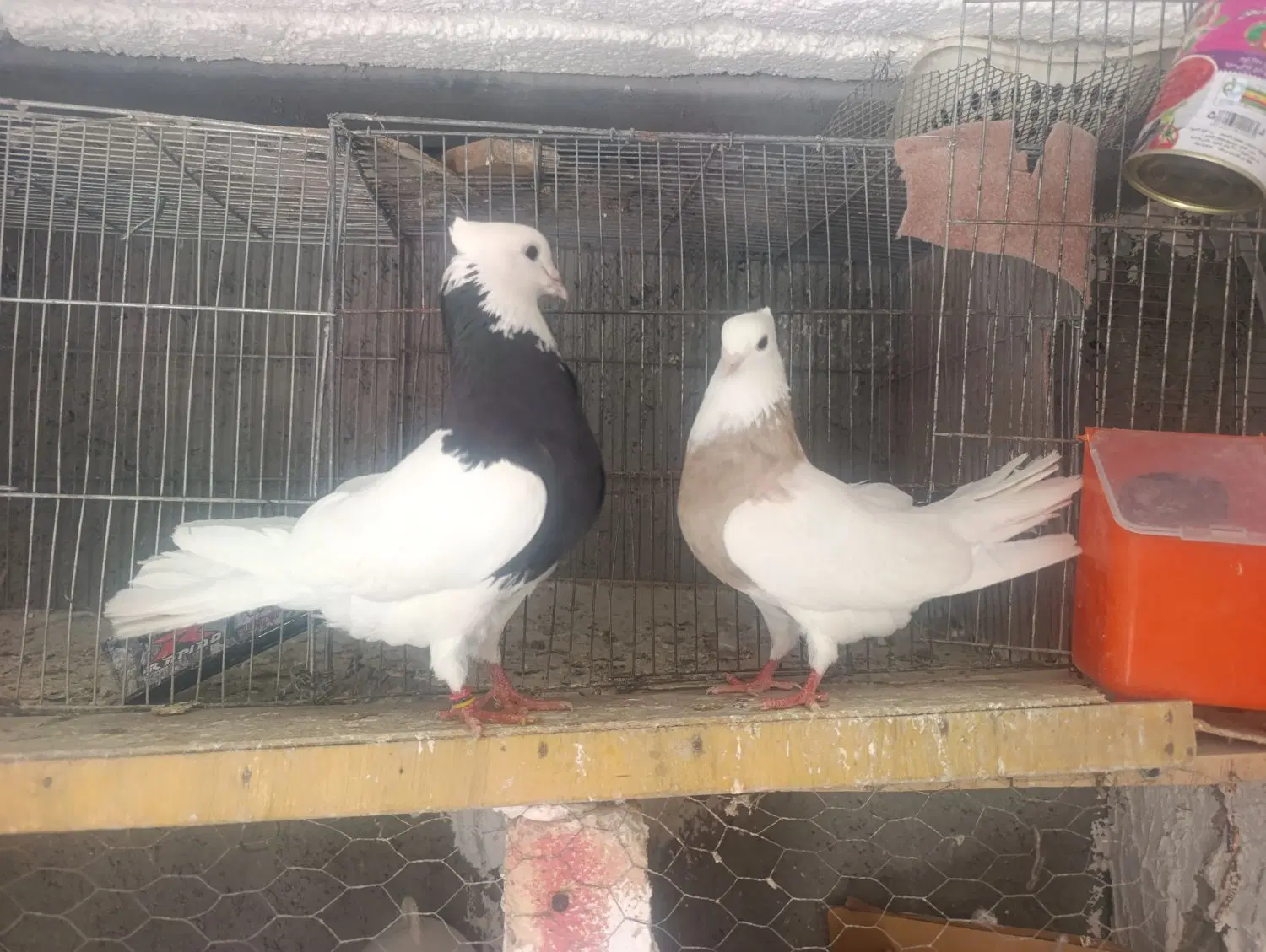 طوق|پرنده|چرداول, |دیوار