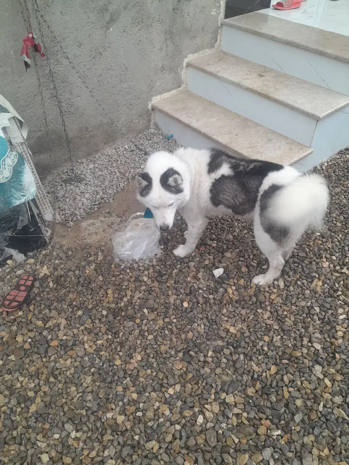 سگ هاسکی‌|سگ|مینودشت, |دیوار