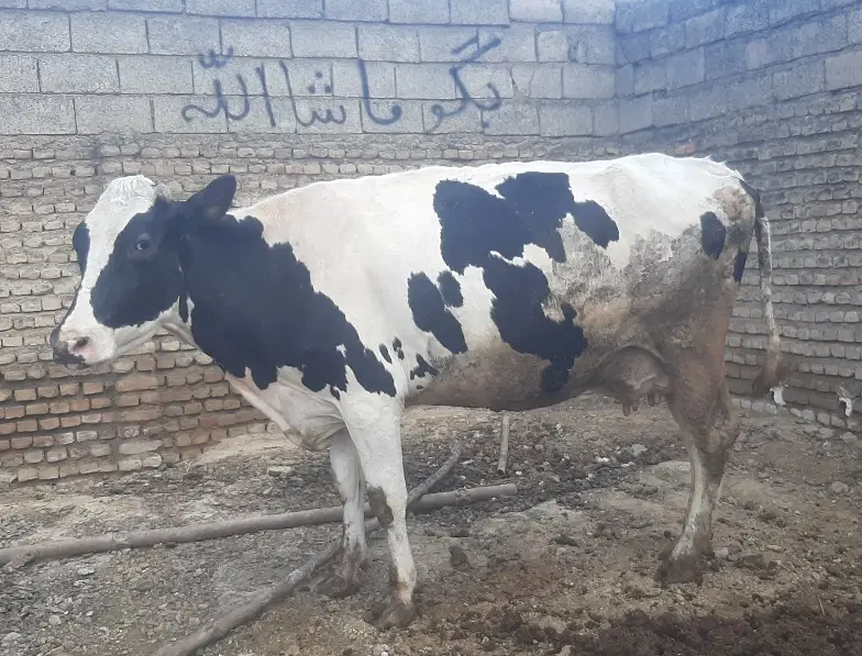گاو|حیوانات مزرعه|مزرعه کتول, |دیوار