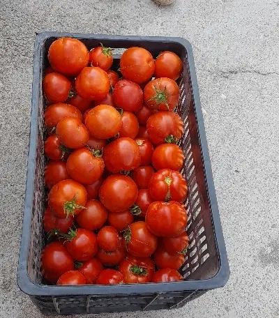 کوجه|خوردنی و آشامیدنی|قوچان, |دیوار