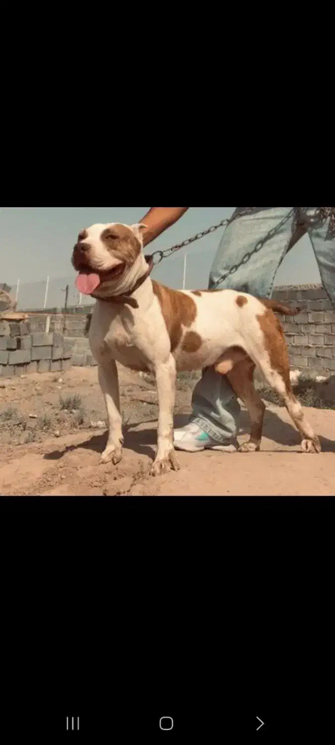 سگ پیتبول|سگ|بیرجند, |دیوار