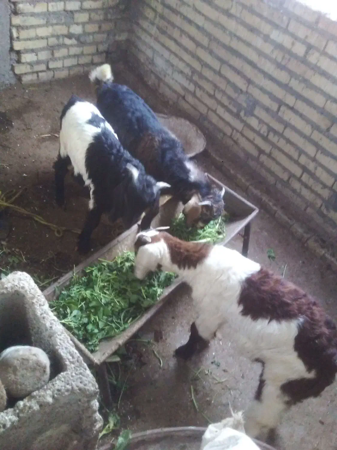 بز نر|حیوانات مزرعه|دزفول, |دیوار