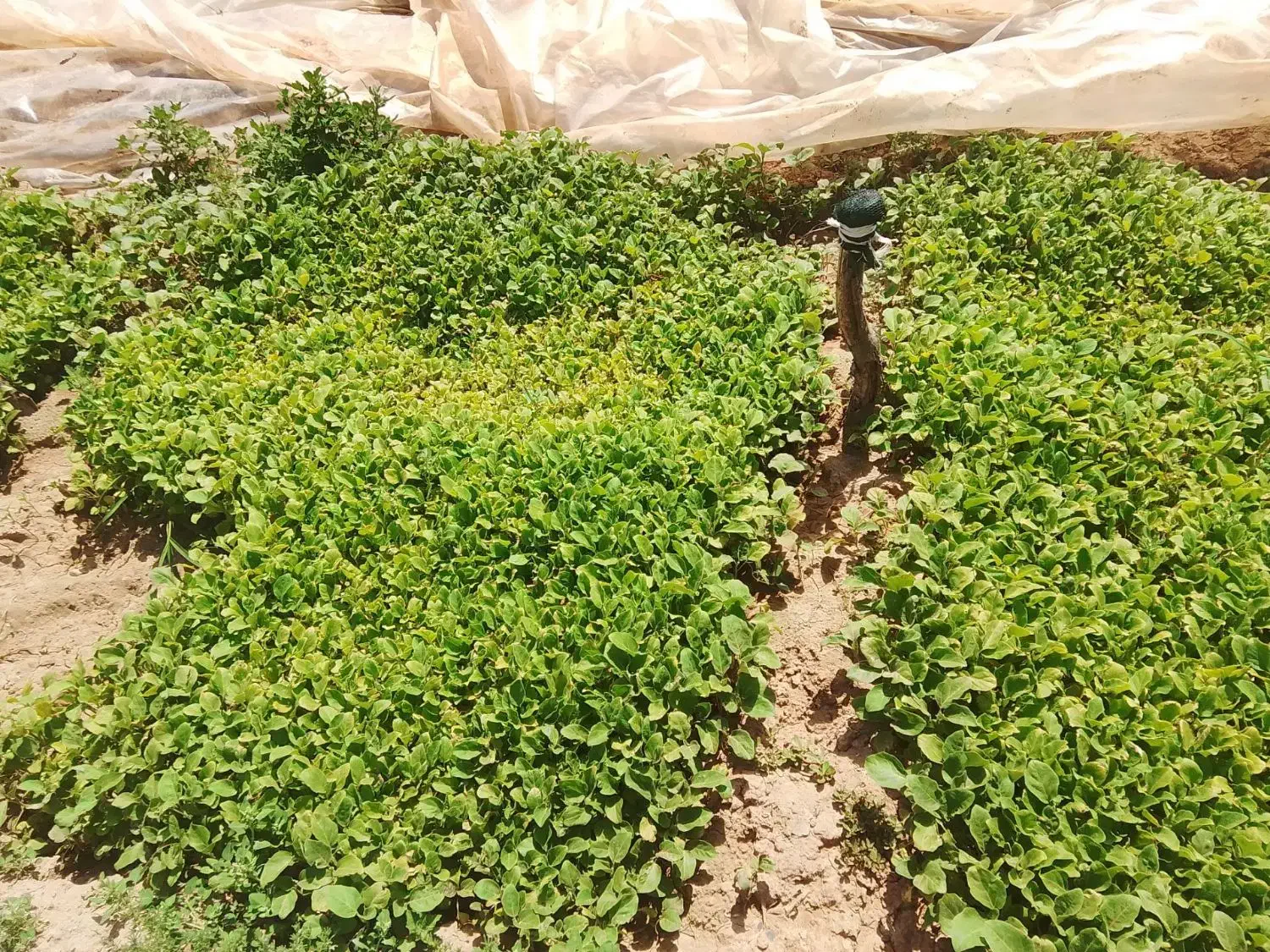 نهال|گل و گیاه طبیعی|نیشابور, طالقانی|دیوار