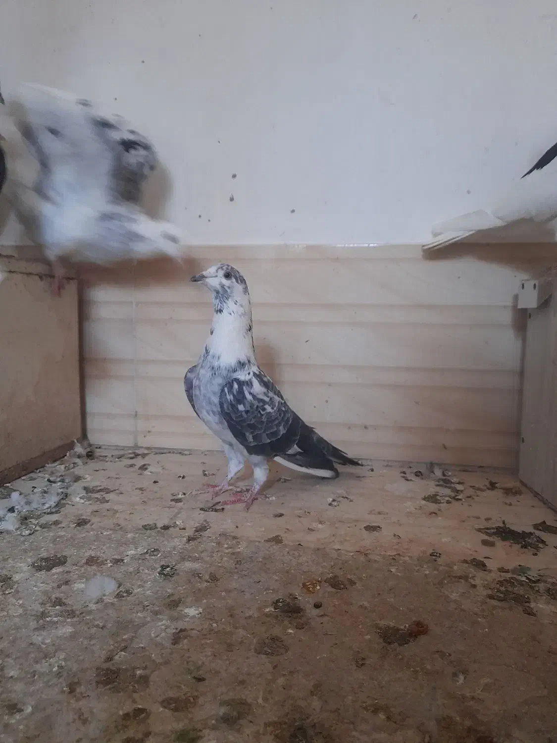 کبوتر|پرنده|خلیل آباد, |دیوار