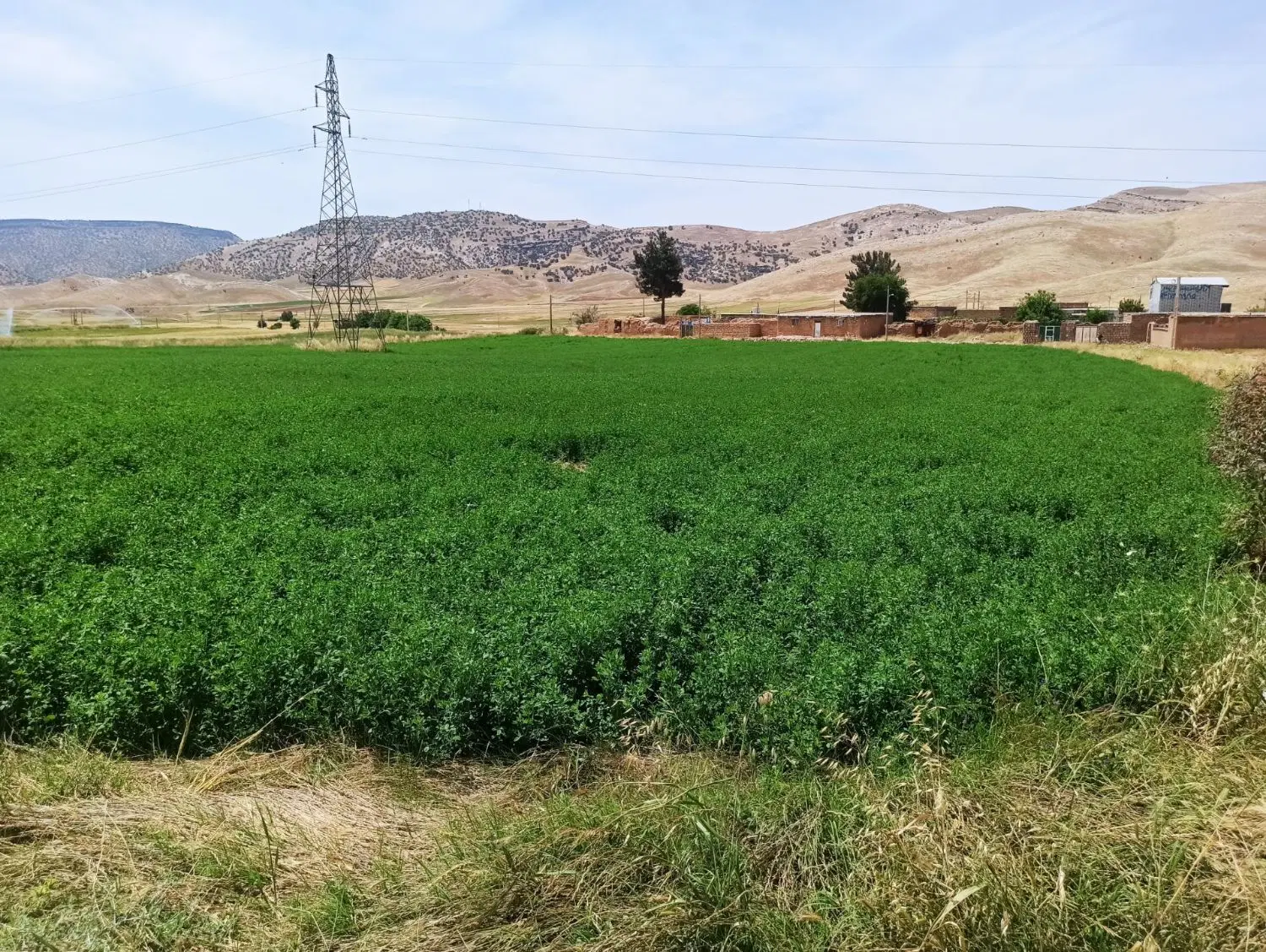 یونجه|خدمات باغبانی و درختکاری|کوهدشت, |دیوار