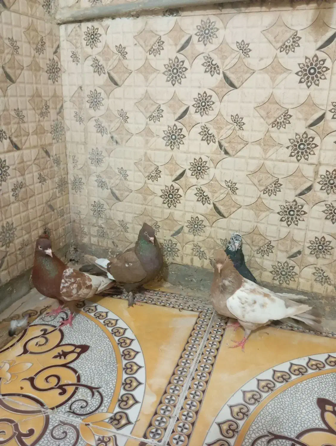کفتر|پرنده|داراب, |دیوار