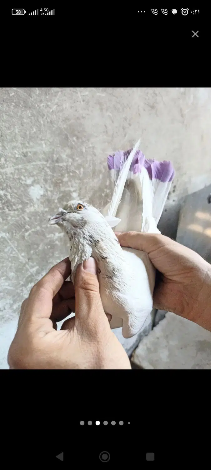کفتر|پرنده|تهران, خانی آباد نو جنوبی|دیوار