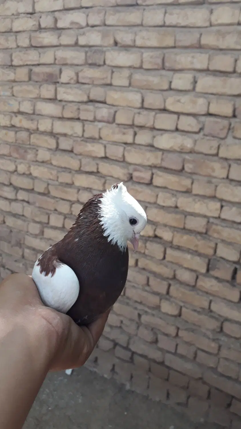 کفتر|پرنده|آشخانه, |دیوار