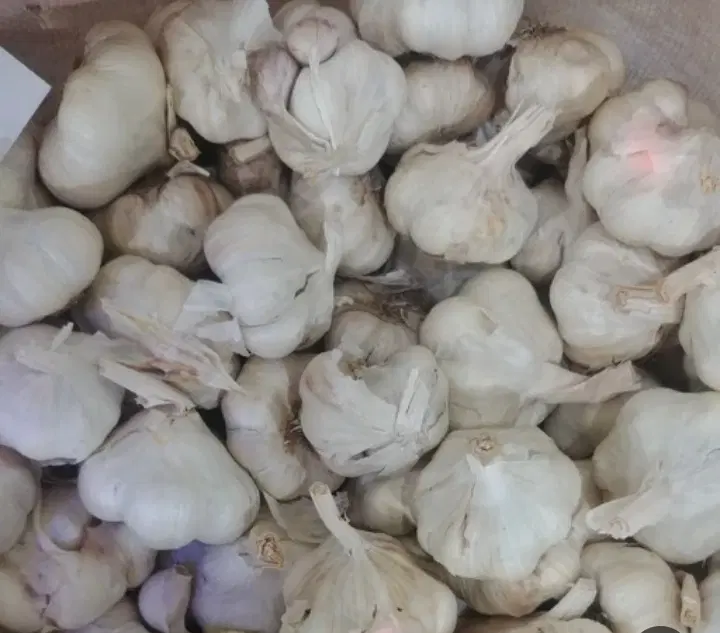 سیر|خوردنی و آشامیدنی|کامیاران, |دیوار