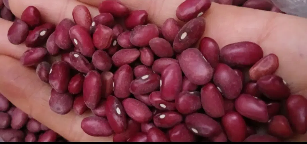 لوبیا|خوردنی و آشامیدنی|قروه, |دیوار