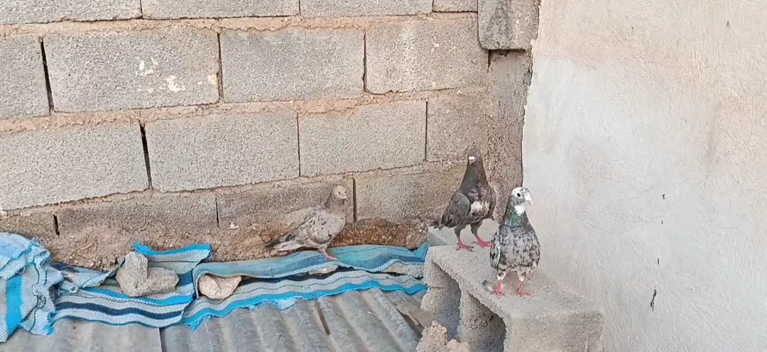 کبوتر|پرنده|گتوند, |دیوار