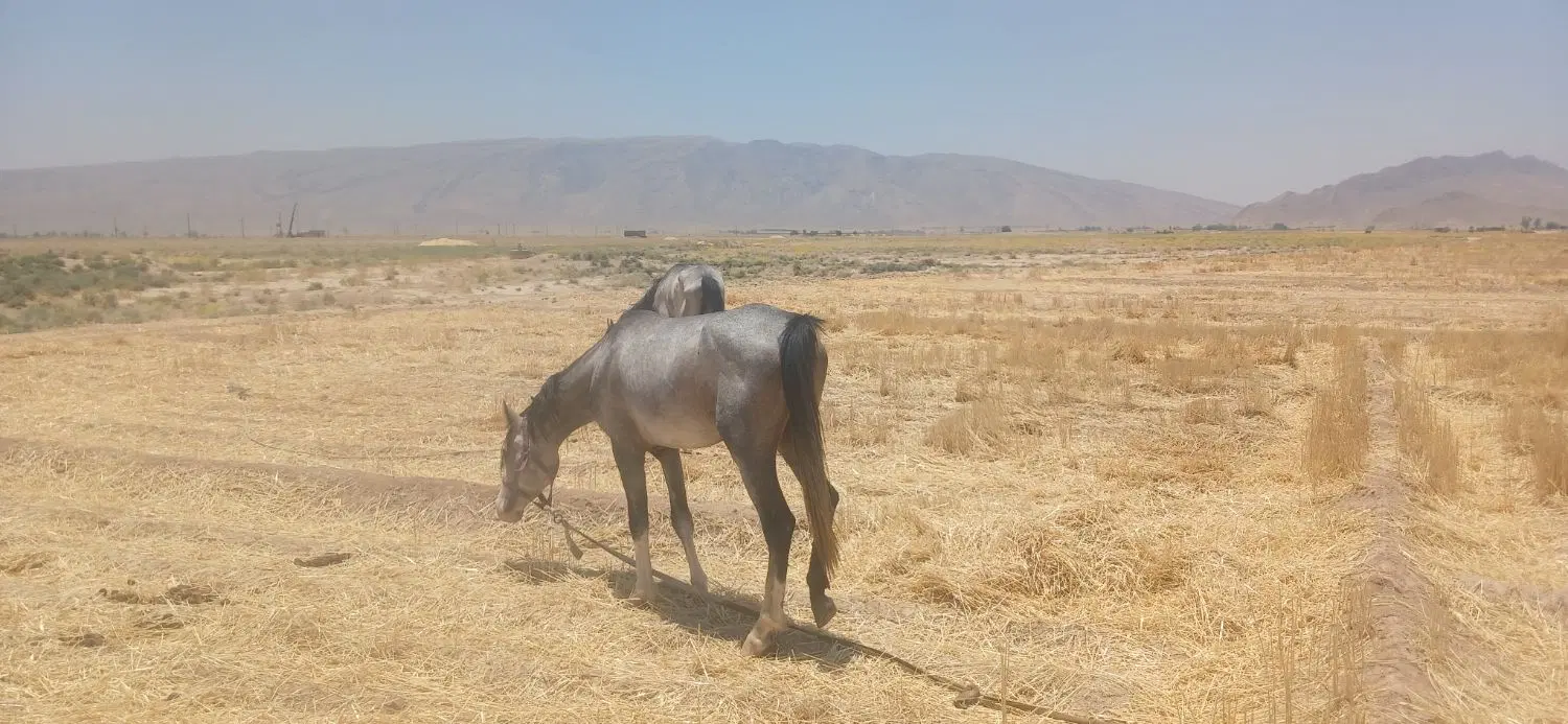 اسب|اسب و تجهیزات اسبسواری|شیبکوه (فارس), |دیوار