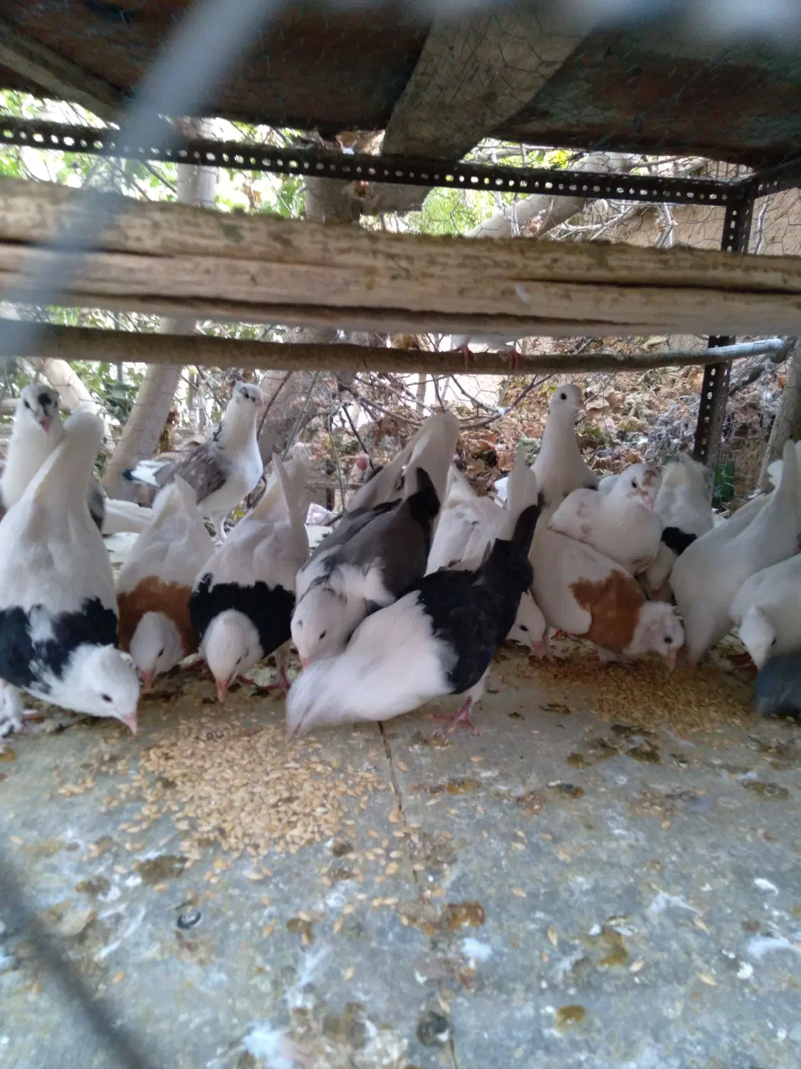 طوقی|پرنده|اردکان, |دیوار