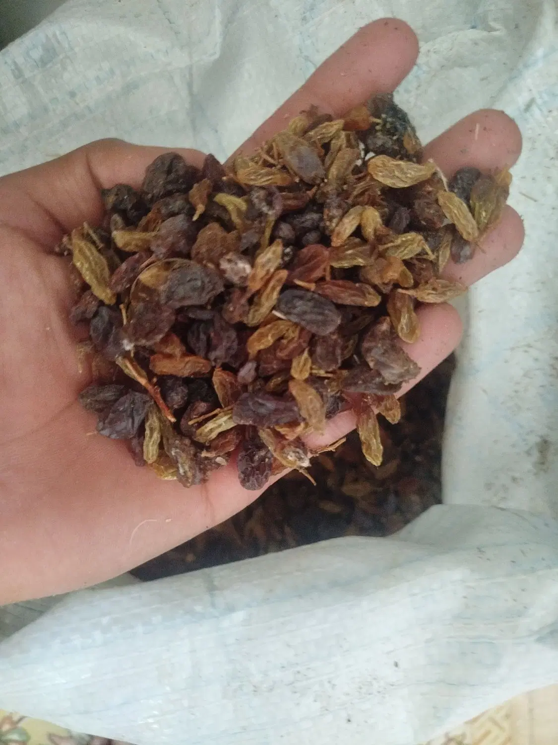 کشمش|خوردنی و آشامیدنی|سبزوار, شرق کال عیدگاه|دیوار