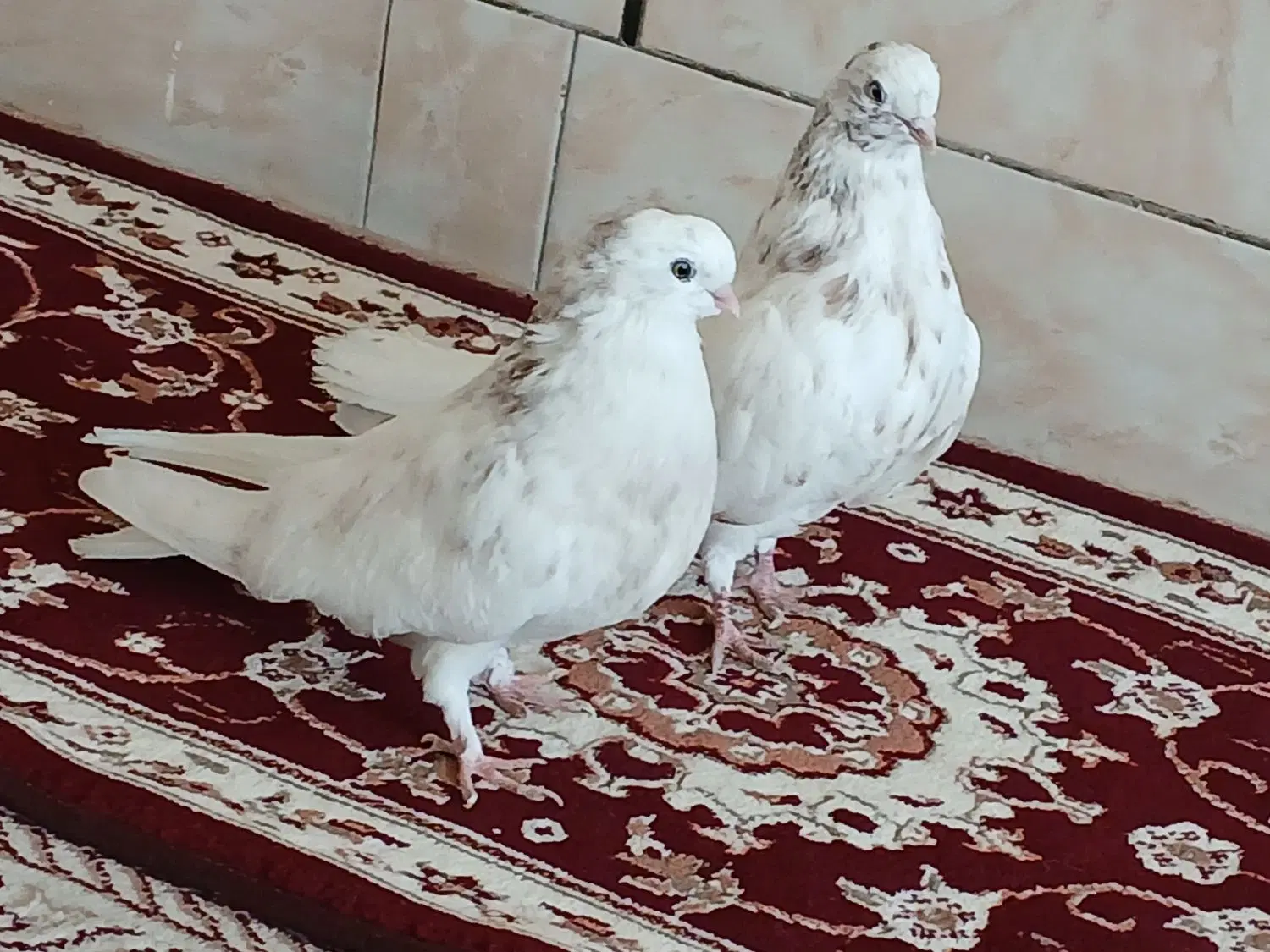 کبوتر|پرنده|بروجن, |دیوار