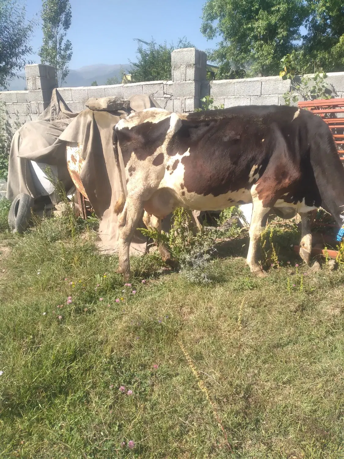 28کیلو|حیوانات مزرعه|کجور, |دیوار