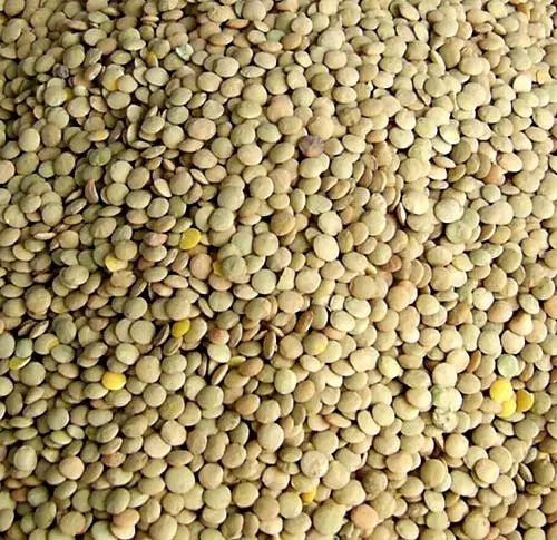 عدس|خوردنی و آشامیدنی|مرودشت, پشت سایپا‎|دیوار