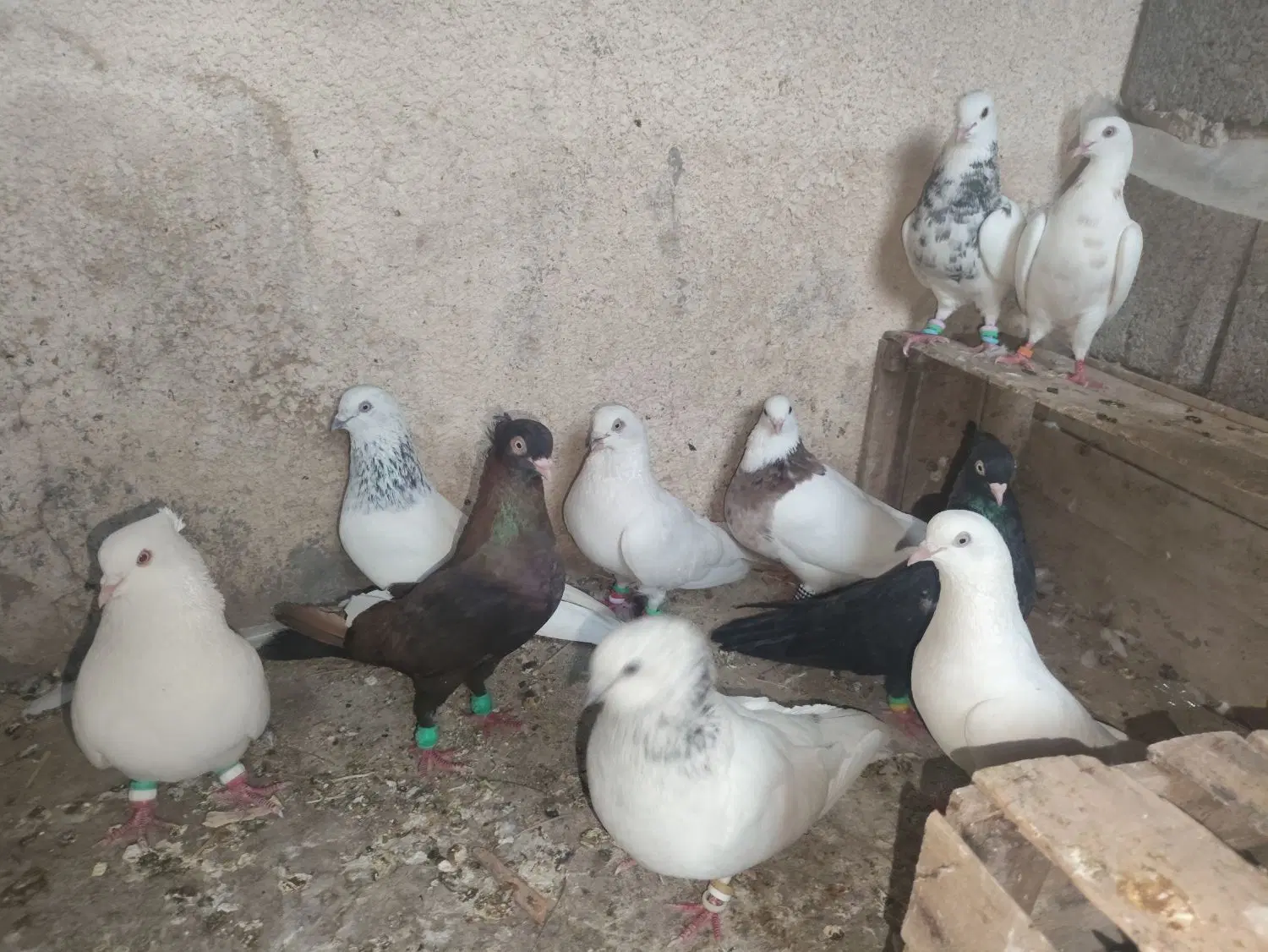 کفتر|پرنده|چمران, |دیوار
