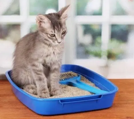 cat|لوازم جانبی حیوانات|قم, زنبیل آباد|دیوار