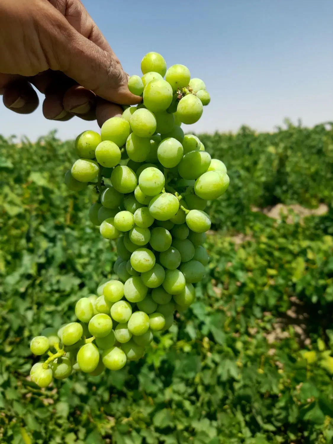 غوره|عمده‌فروشی|همدان, |دیوار