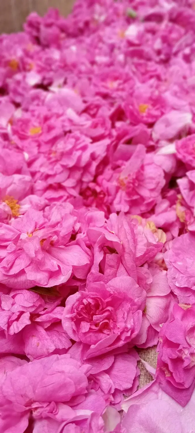 گل محمدی|گل و گیاه طبیعی|شوط, |دیوار